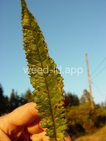 burnweed, Australian